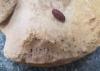 Insect Pupa found on a human bone
